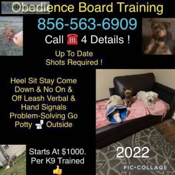 Commands obedience training