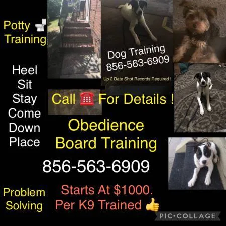 Commands obedience training