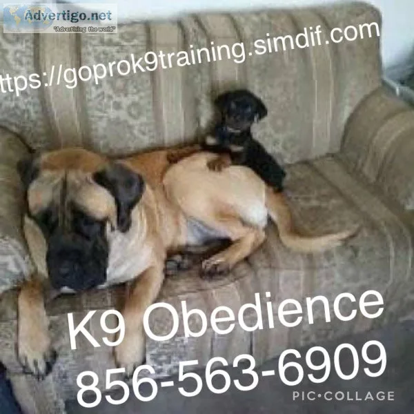 Controlling Ur dogs Obedience 