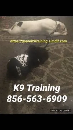 Obedience training is offered !