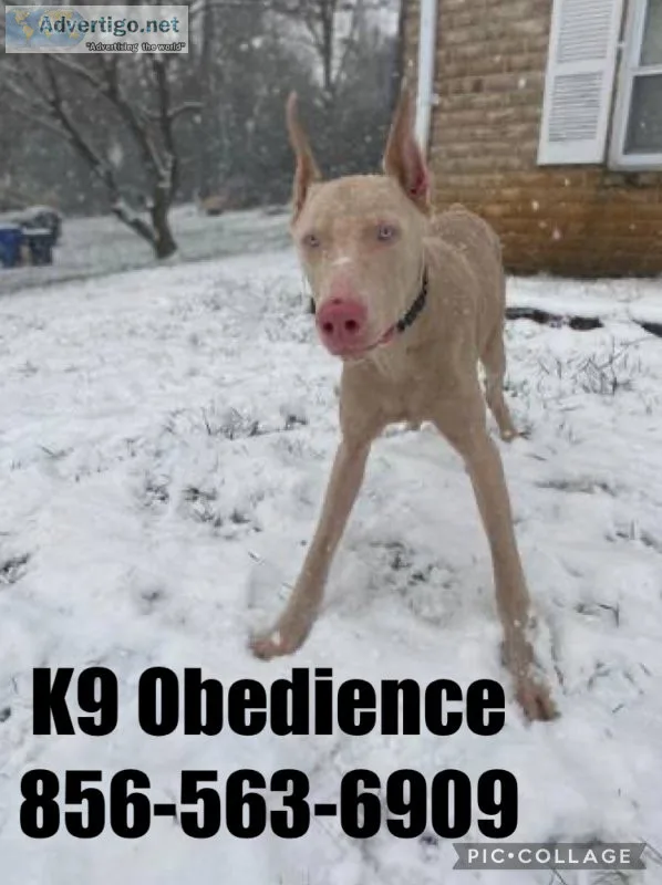 Dog puppy obedience go pro