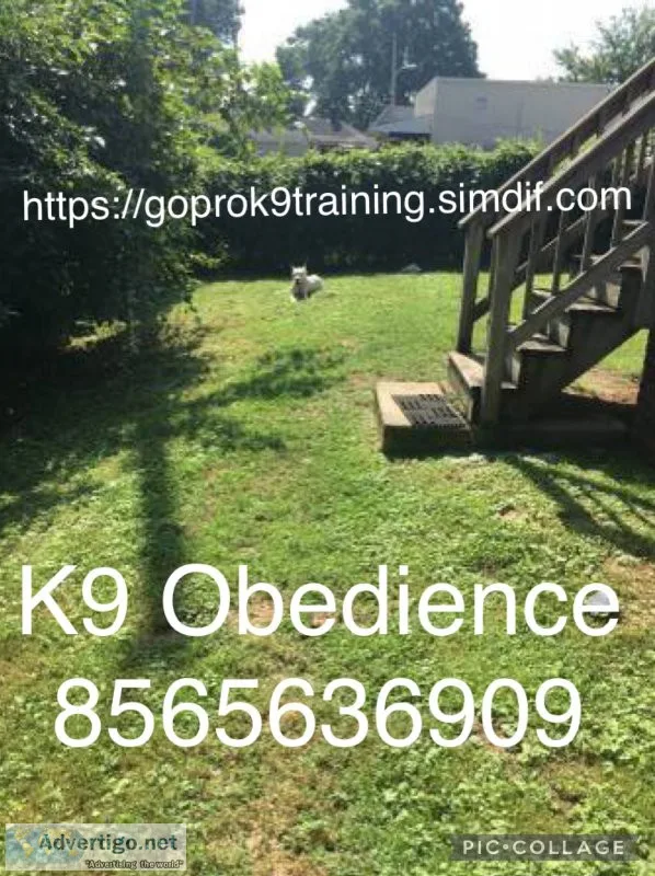 Commands obedience training