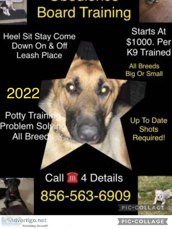 Dog training pro Obedience