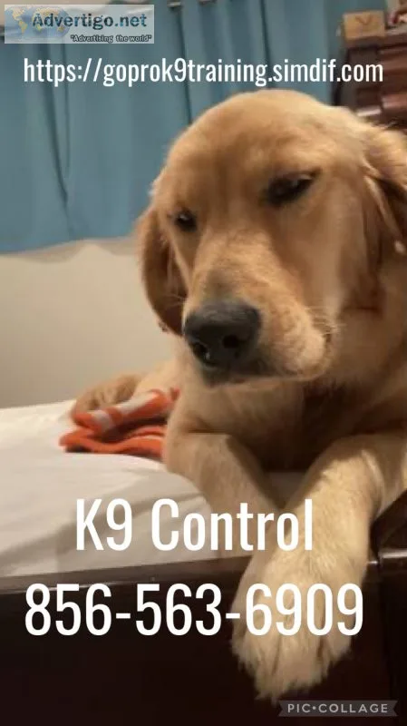 Commands obedience training
