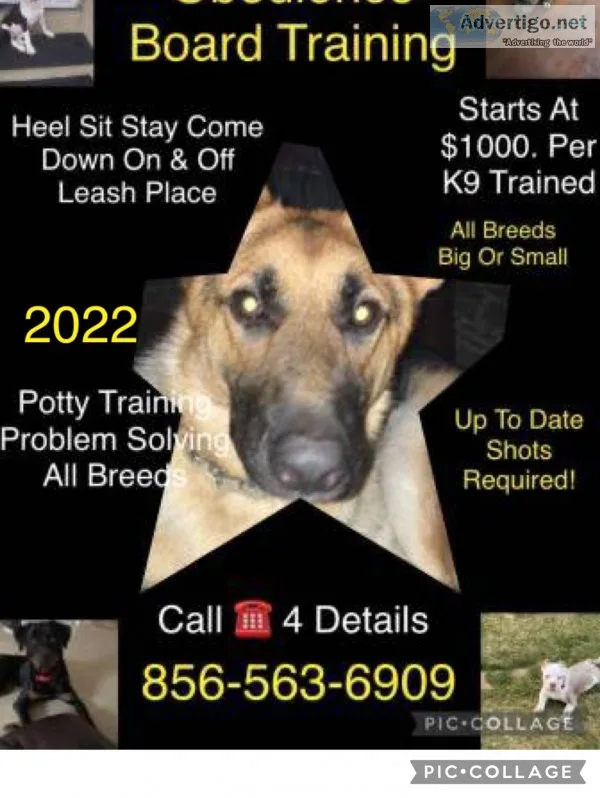 Commands obedience training