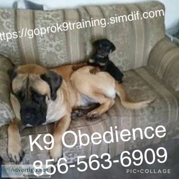 Controlling Ur dogs Obedience 