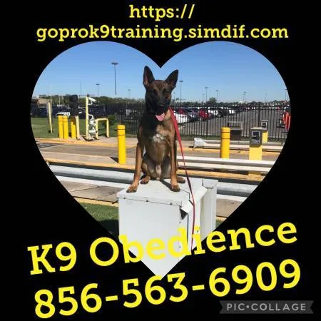 Obedience training is offered !