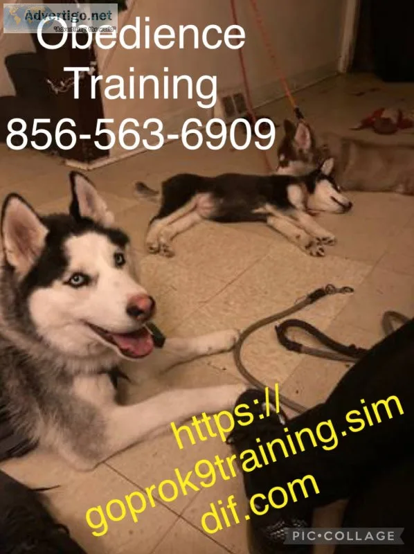 Controlling Ur dogs Obedience 