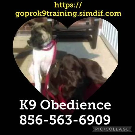 Off leash obedience school