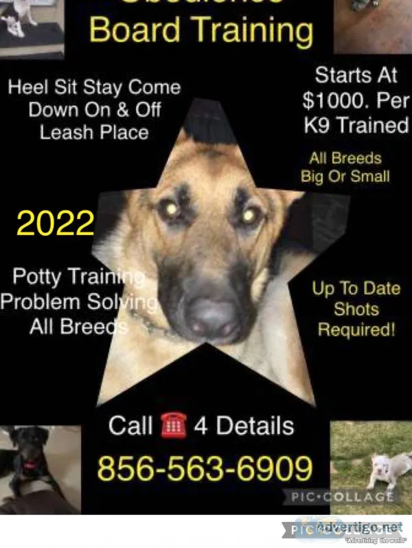 Dog training pro Obedience