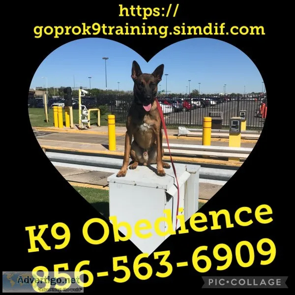 Obedience training is offered !