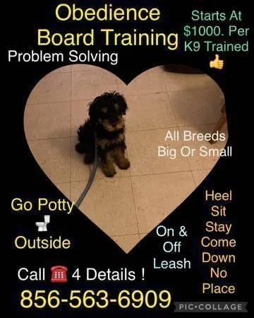 Commands obedience training