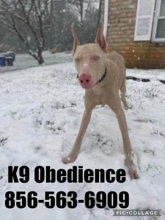 Off leash obedience school