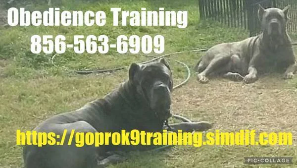 Obedience training is offered !
