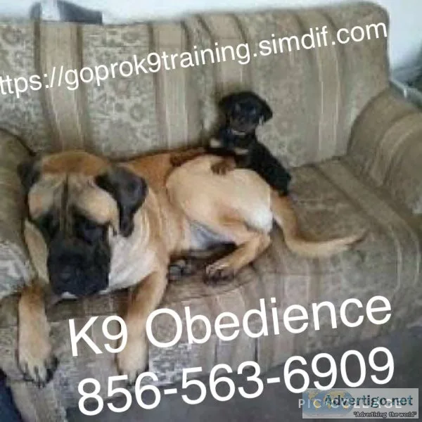 Controlling Ur dogs Obedience 