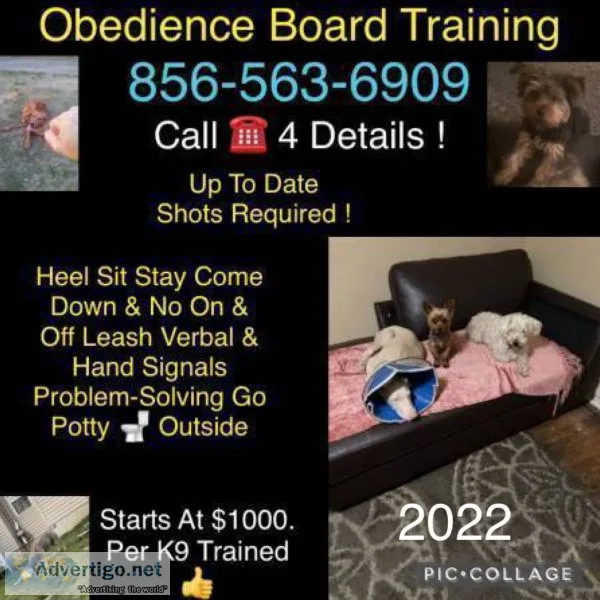 Go potty outside obedience