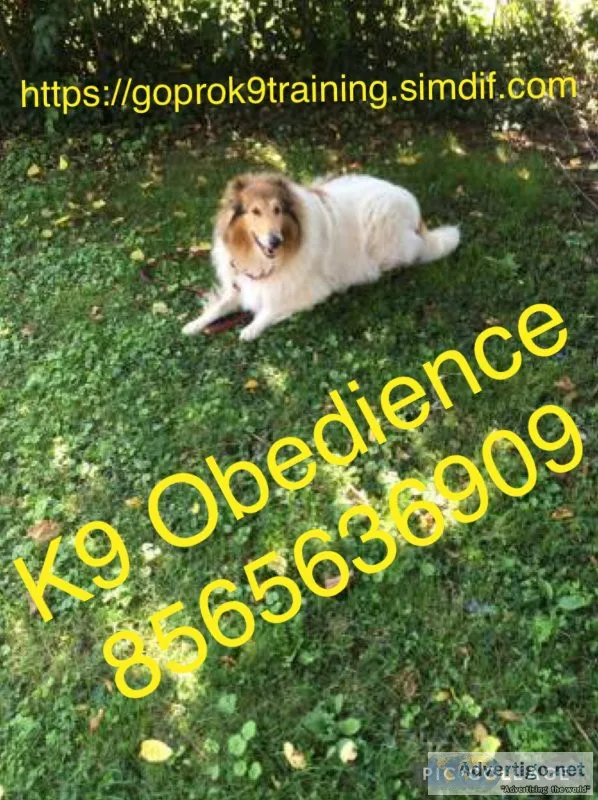 Controlling Ur dogs Obedience 