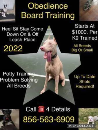 Commands obedience training