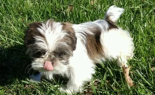 Beautiful male and female Shih Tzu puppies
