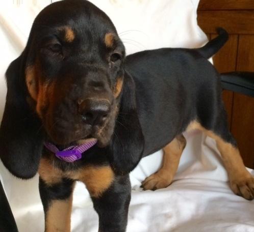 Gorgeous Bloodhound puppies