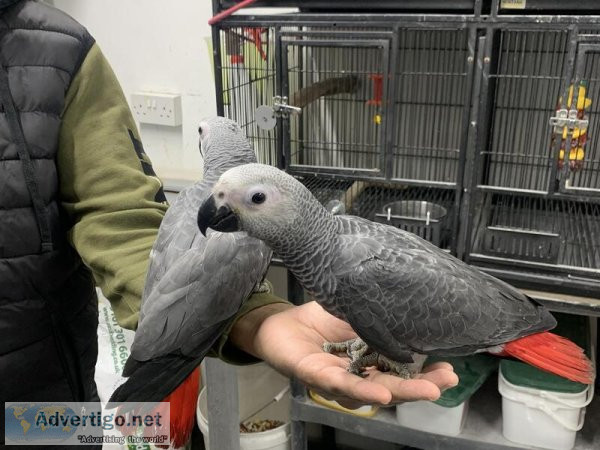 Beautiful African Grey Parrots
