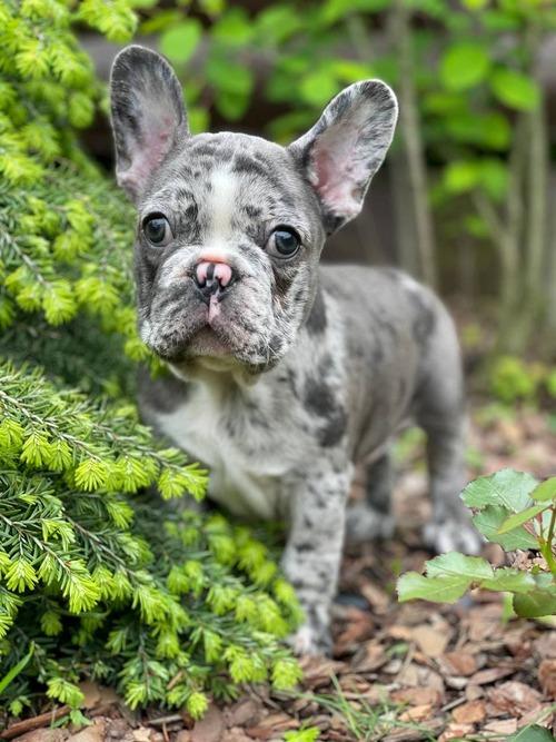 Healthy French Bulldog puppies available