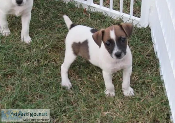 Male and female Jack Russell Terrier puppies