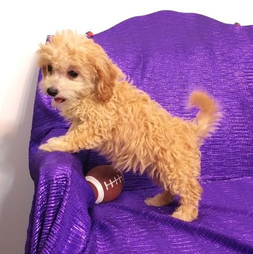 Home raised Cavapoo puppies
