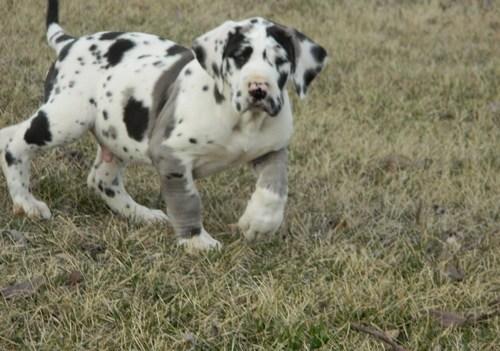 Well socialized Great Dane puppies