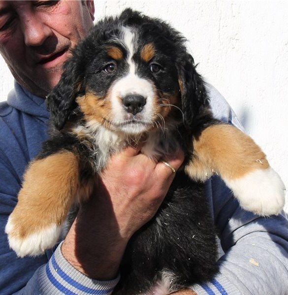 Well socialized Bernese Mountain (dogs) puppies