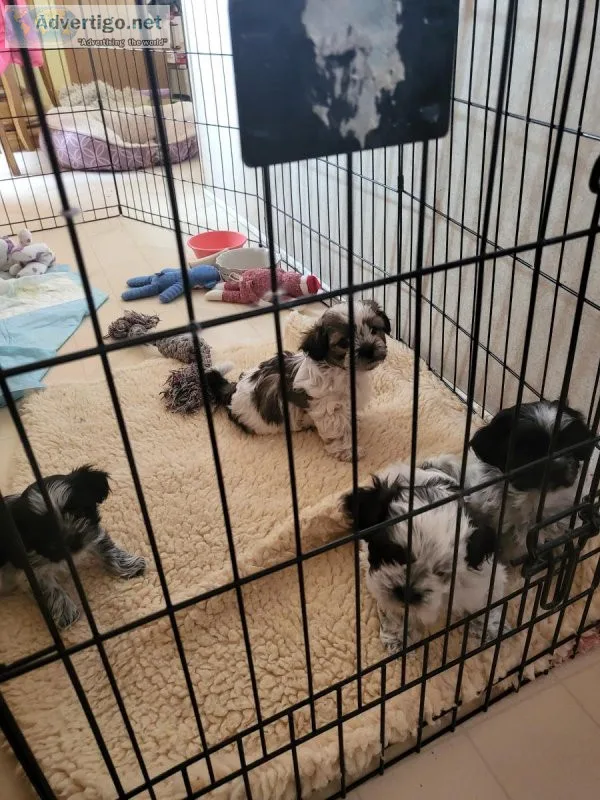 Shih- tzu  and yorkie puppies