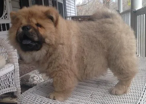 Home raised Chow Chow puppies