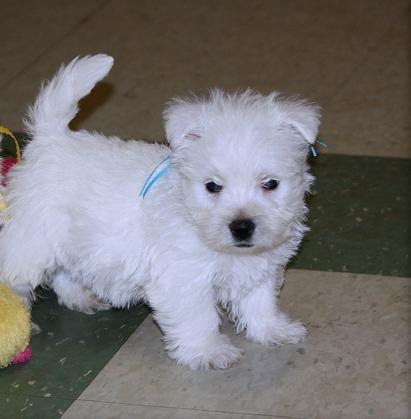 Greatest West Highland White Terrier puppies