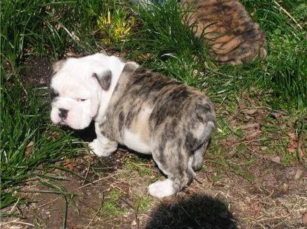 Healthy English Bulldog puppies