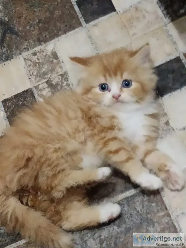 Persian cat at best price