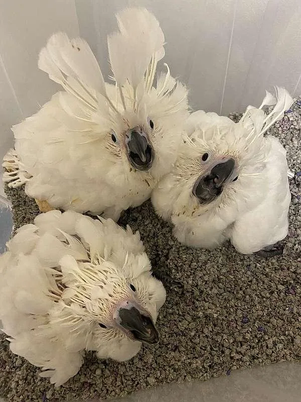 baby Umbrella Cockatoos