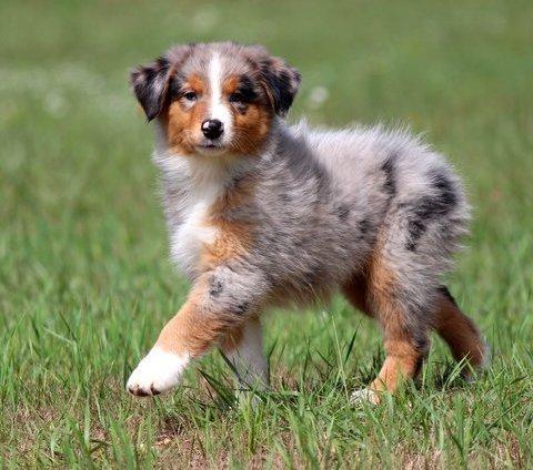 Male and female Australian Shepherd puppies