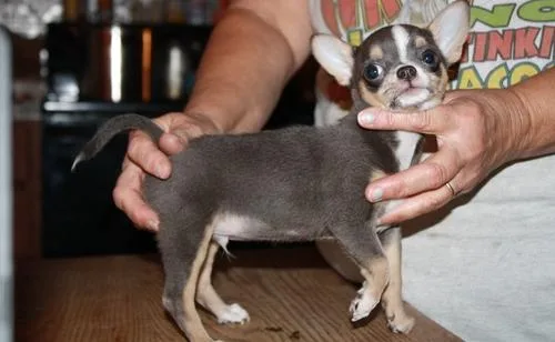Smooth coat Chihuahua puppies