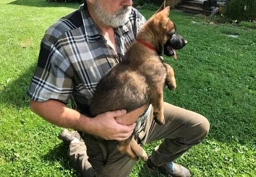 Well socialized German Shepherd puppies