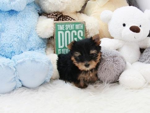 Charming teacup Yorkie puppies