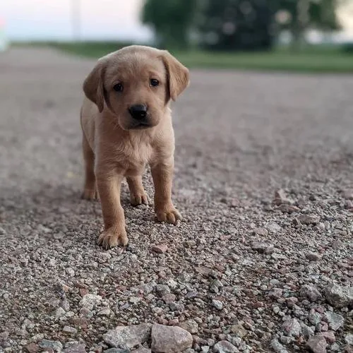 well socialized Labrador Retriever puppies