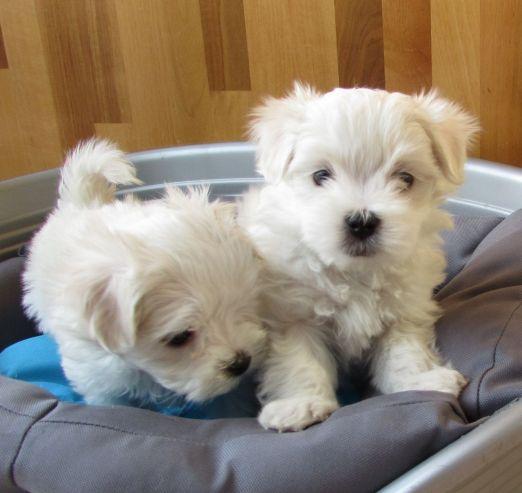 AKC Maltese puppies