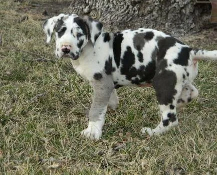 Healthy Great Dane puppies available
