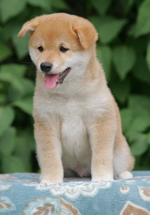 Gorgeous male and female Shiba Inu puppies
