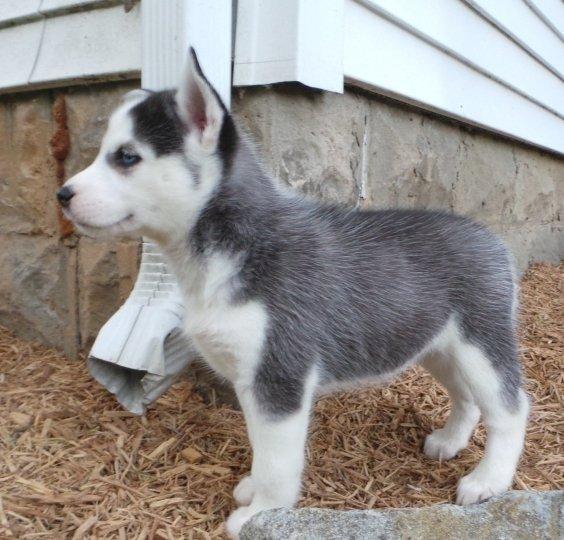 Well socialized Siberian Husky puppies