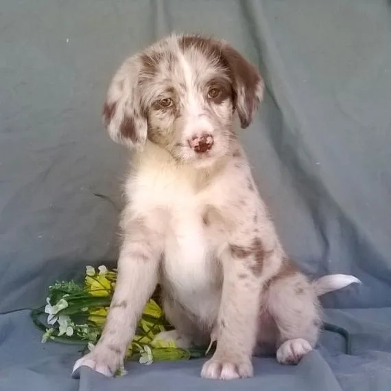 Glorious Aussie Doodle puppies