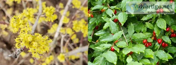 Looking for something to spruce up your landscape