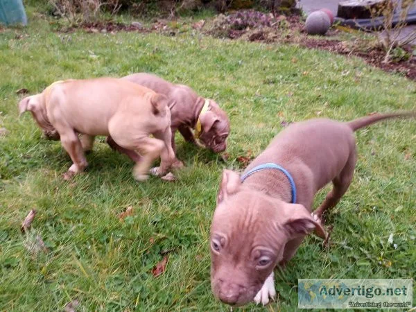8 week old Pit Bull puppies