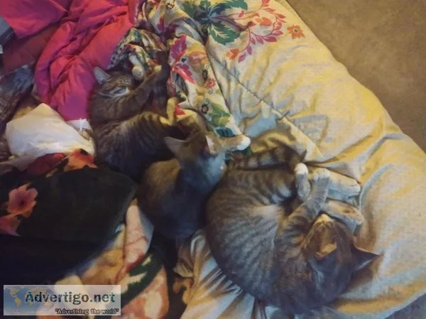 Free  cats