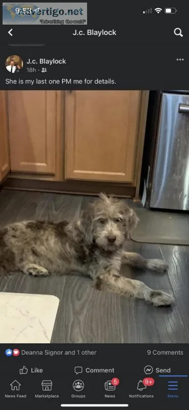 Aussiedoodle